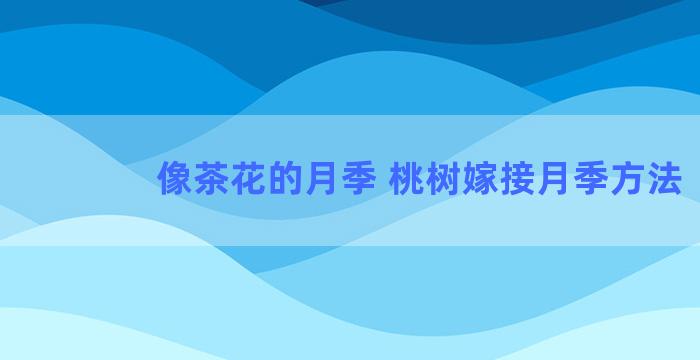 像茶花的月季 桃树嫁接月季方法